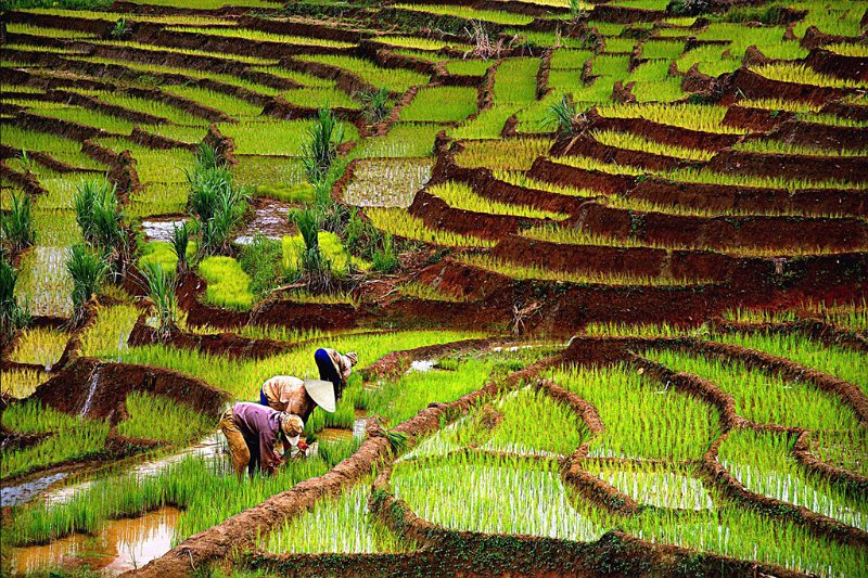 549 - rice fied in highland - CHIEU Hoang Dinh - vietnam.jpg